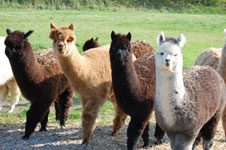 A group of alpacas